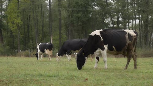 Herd Holstein dairy cows graze in the field. Cattle are grazing in the pasture.