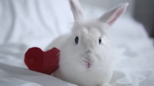 White Bunny with Red Heart on White Blanket