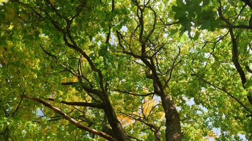A Big Maple in the Fall on a Windy Day Bottom Up View to the Blue Sky Circular Rotation of the