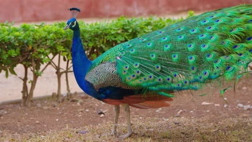 Magnificent Peacock Displays Plumage in Tropical Setting