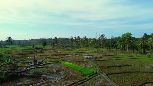 Beautiful morning view indonesia panorama landscape paddy fields with beauty color and sky natural