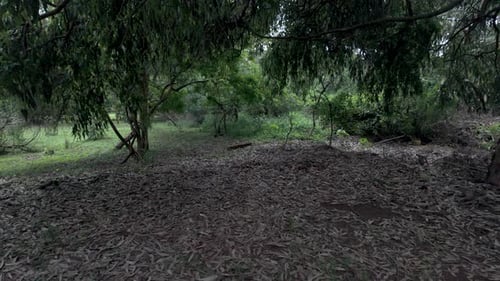 Serene Forest Clearing Dry, scattered leaves