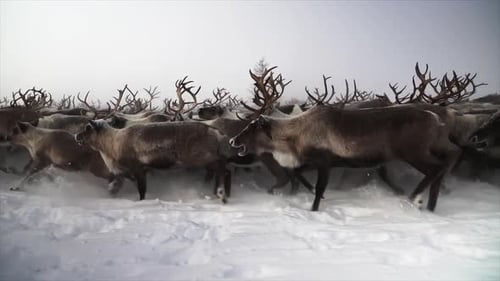 Magnificent Reindeer Herd Trots Across Snowy Tundra