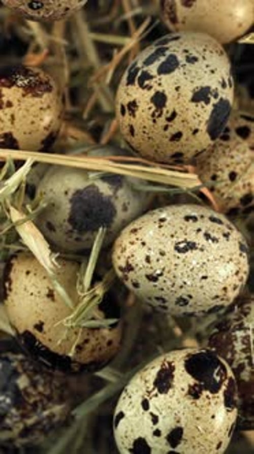 Quail Eggs Fly Up with Hay Filmed on a Highspeed Camera at 1000 Fps
