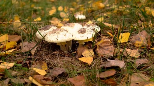 Bad Mushrooms in the Forest Selective Focus