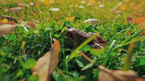 Frog Hides in Yellowed and Green Grass Jumping Away Macro