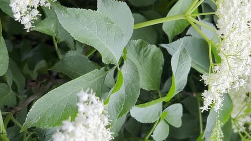 Belles fleurs de sureau blanc un jour d'été Sambucus Black Sambucus Nigra fleurit en blanc
