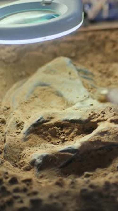 Archaeologist Cleans Fossil Remains of Dinosaur Skeleton Using Brush and Tools
