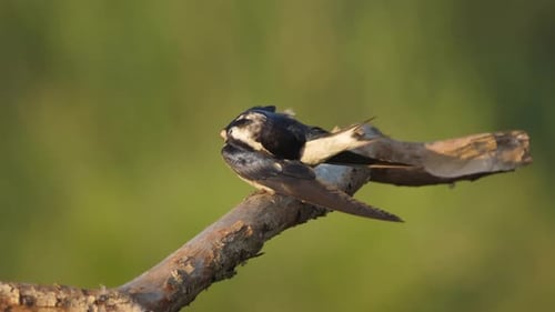 White Throated Swallow Bird Preening Wing Feathers While Perched on Branch