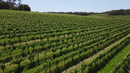 Aerial flyover beautiful vineyard field and cottage in background during sunny day. Margaret river,