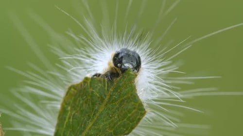 Nahaufnahme einer Raupe, die sich von einem Blatt ernährt