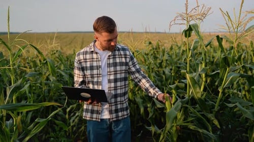 Farmer Inspecting Corn Using Laptop in Field