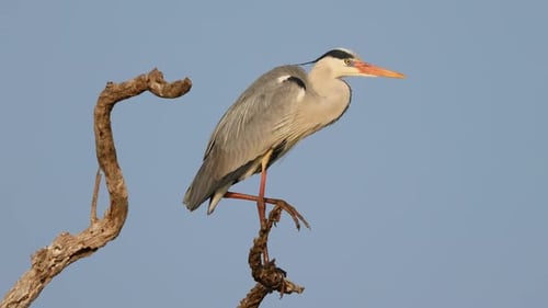 Grey Heron Perched On A Tree, Kruger National Park