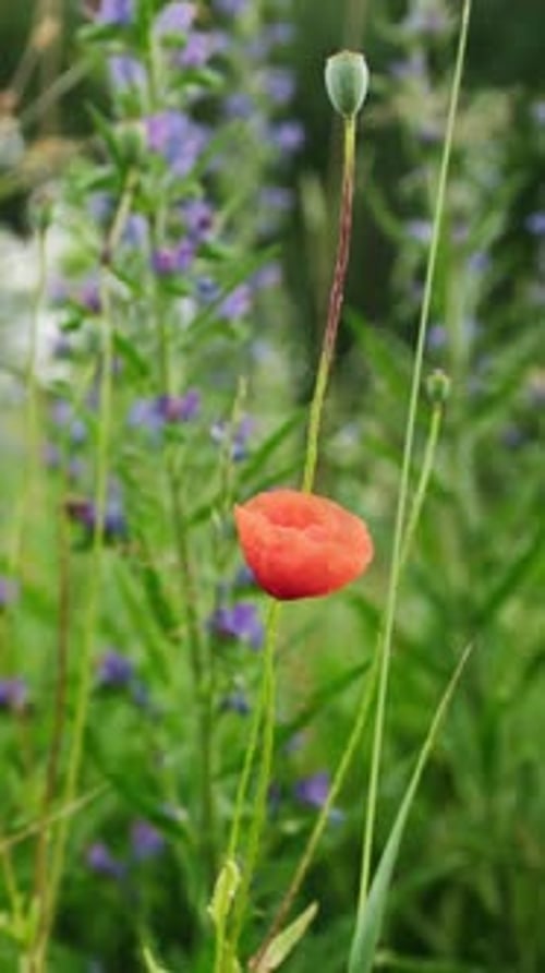 Red Poppy Flowers In Grassy Meadow On A Summer Day