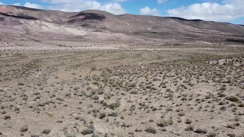 Des vigognes sauvages paissant dans le désert de Salta