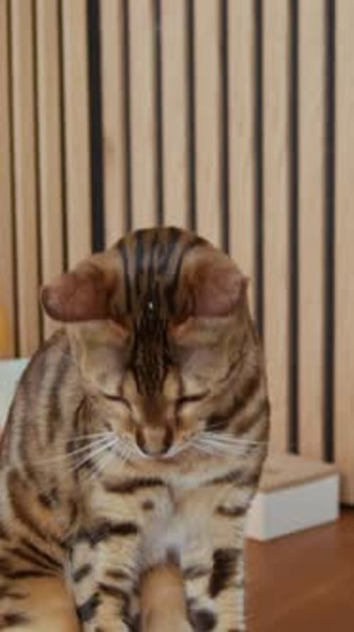 Person petting a beautiful Bengal cat at home