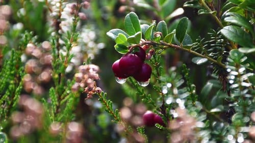 Lingonberries at finnish forest. Traditional finnish cuisine use lots of huckleberries for very deli