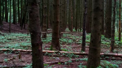 Reverse dolly shot at low level through a dense and dark pine forest. The trees have no leaves and t