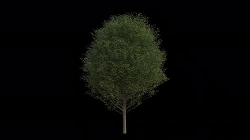 Hornbeam Tree blowing in the wind. European Hornbeam Tree. Alpha Channel. Loop Animation