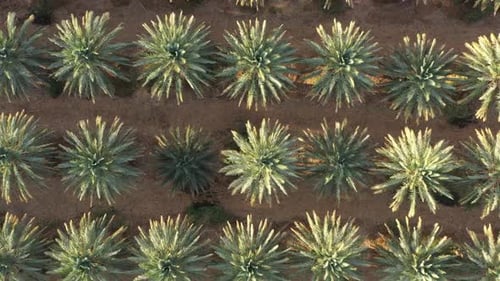 Jordan river valley green date palm groves, aerial overhead dolly in