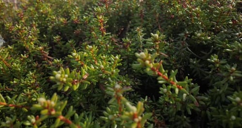 Tundra ártica. Empetrum es un género de tres especies de arbustos enanos de hoja perenne perteneciente a la familia de los brezales
.