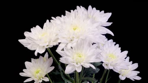Close-up of Beautiful White Flowers Blooming