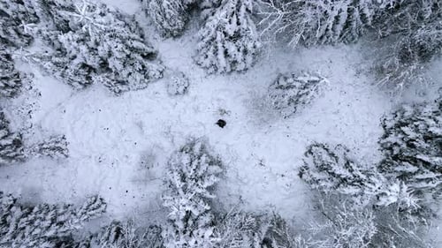 Man walking through a snowy forest landscape across a clearing. A cold day in the winter forest. Bir