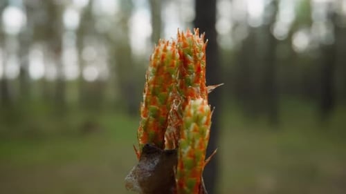 Young Scots Pine Tree Shoots Grow in Forest in Spring