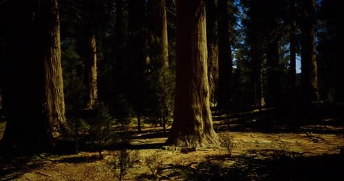 Tall Trees Bathe in Sunlight in a Serene Forest Setting During Midday Hours