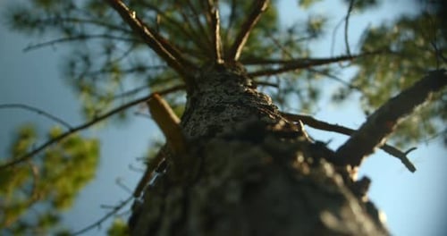 Looking up at trees in the forrest