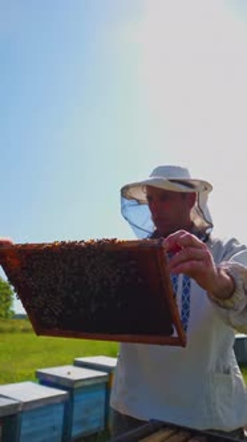 Beekeeper Inspecting Honeycomb Frame on Sunny Day