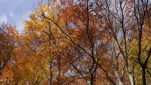 Low-angle tilt-up to autumn tree canopy with leaves falling against a blue sky.