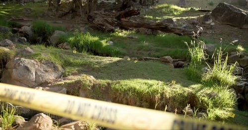 Crime scene, outdoor and forest for investigation, police and forensic background with yellow tape