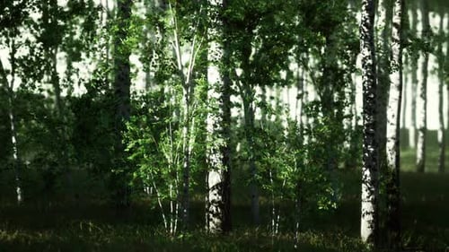 Realistic Birch Forest with Sunlight and Moving Leaves
