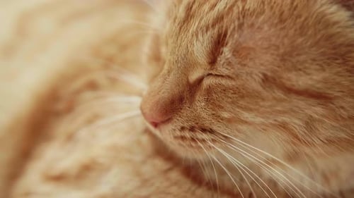 Ginger Cat Sleeping Peacefully Close Up
