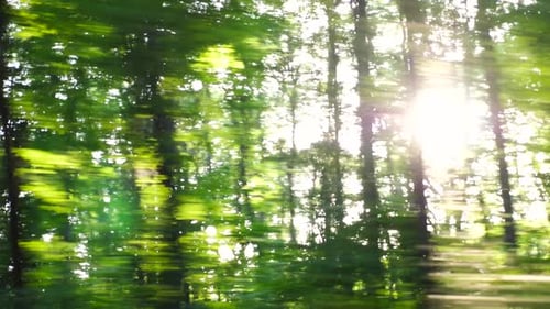Point of View From the Window of Moving Automobile on Green Forest at Sunny Daytime Sunlight