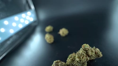 Una foto detallada de un cardán que gira hacia atrás de un primer plano de una planta de cannabis, una flor de marihuana y