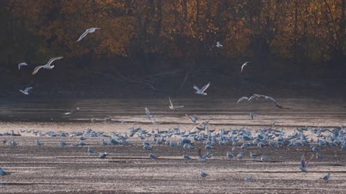 Many river gulls hunt fish in lakes, rivers, and canals. Seagulls fly over the water. Seagulls