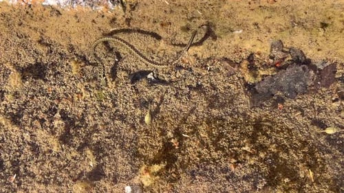 Small Snake Moving Through Watery Pond Habitat
