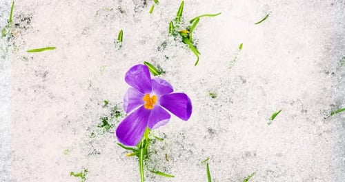 Top View Of Violet Crocus Flower Blooming in Early Spring With Snow Melting Time Lapse
