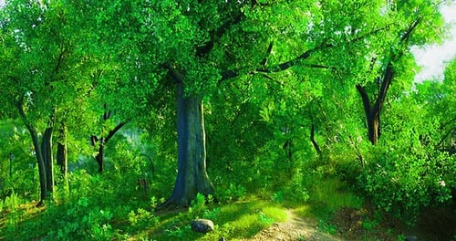 Lush Green Forest Bathed in Warm Sunlight During a Serene Summer Afternoon