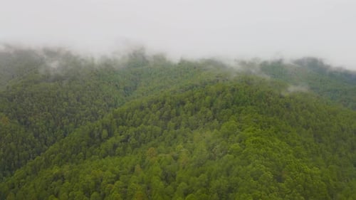 Zumbido con vista de colinas y bosques