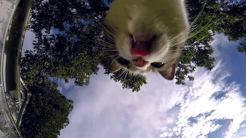 Unique Underwater View of Cat Drinking Water