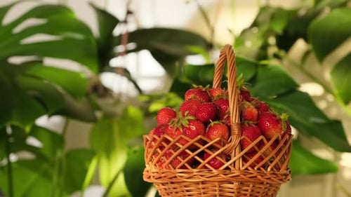 Strawberry fruit close-up rotate. Tasty berries rotating