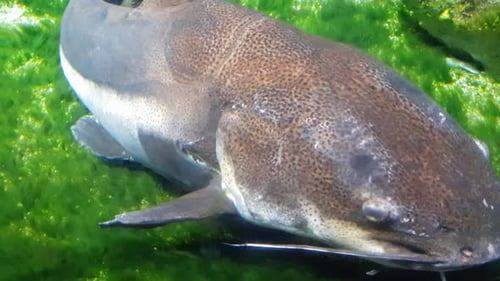Rotschwanzwels (Phratocephalus hemioliopterus) schwimmen sehr nah an der Kamera
