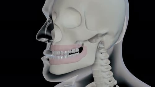 Menschlicher Schädel beim Öffnen und Schließen des Kiefers in Zeitlupenanimation