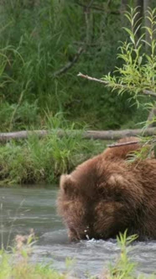 Big Brown Bear Catch Salmon
