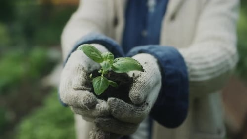 Woman Holding Soil with Plant in Hands