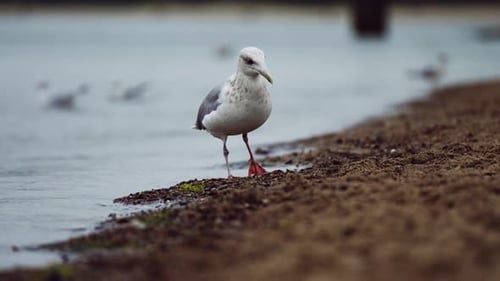 Seagull bird walking on wet sand along North Sea in slow motion