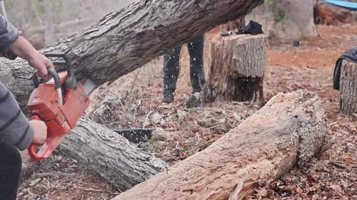 Cutting Down a Tree with a Chainsaw in a Forest During Winter Showing Skill and Precision on a Cold